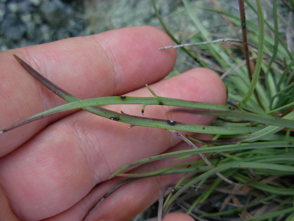Plantago maritima L. subsp. serpentina (All.) Arcang.
